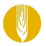 элитные семена  зерновых культур: ячмень,  пшеница