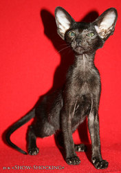 Ориентальные котята, окрас черный, лиловый пятнистый, современного типа.