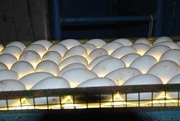 инкубационное гусиное яйцо