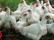 Суточные и подрощенные (10-14 дней) цыплята бройлеров породы